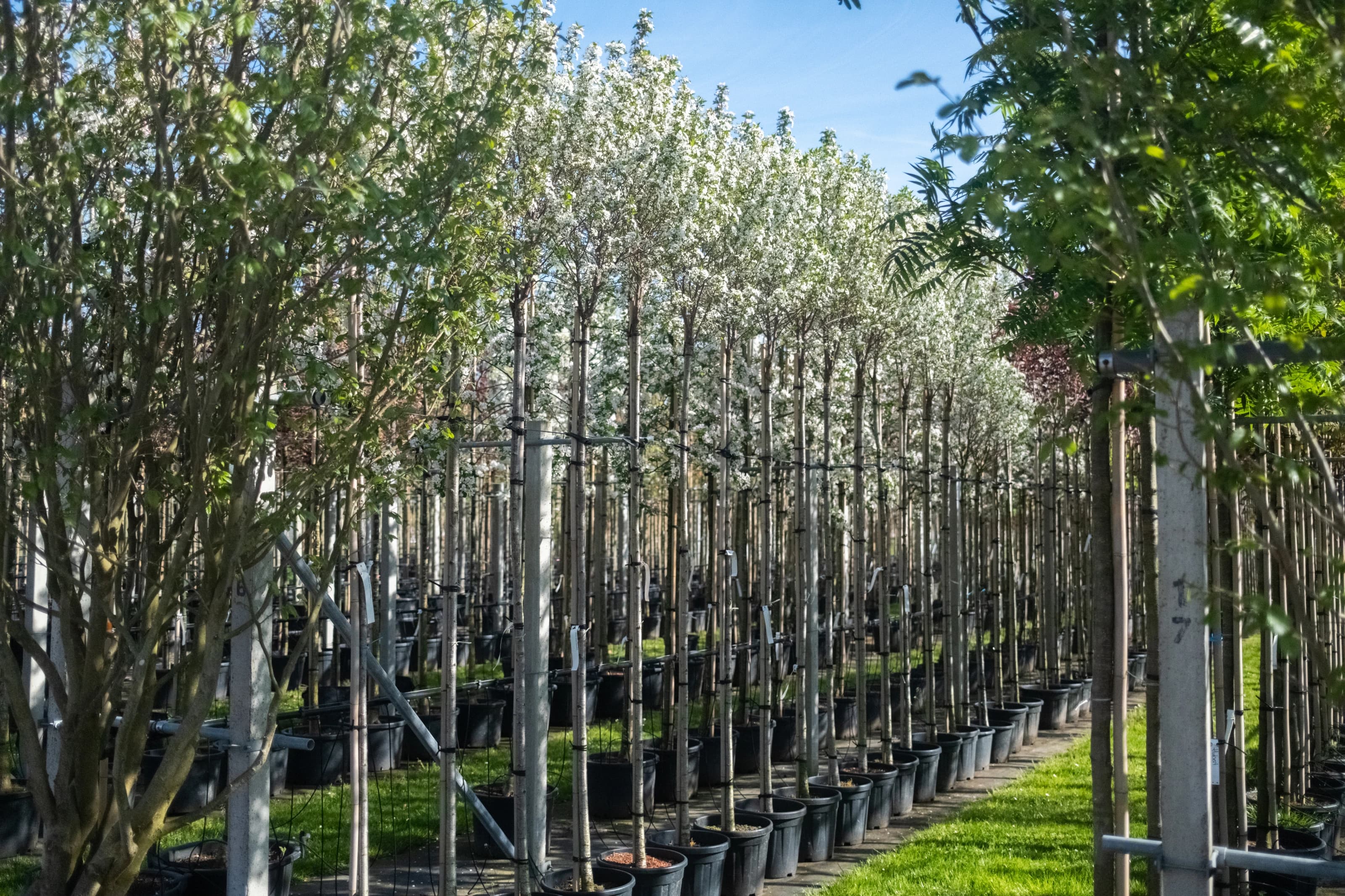 Bomen