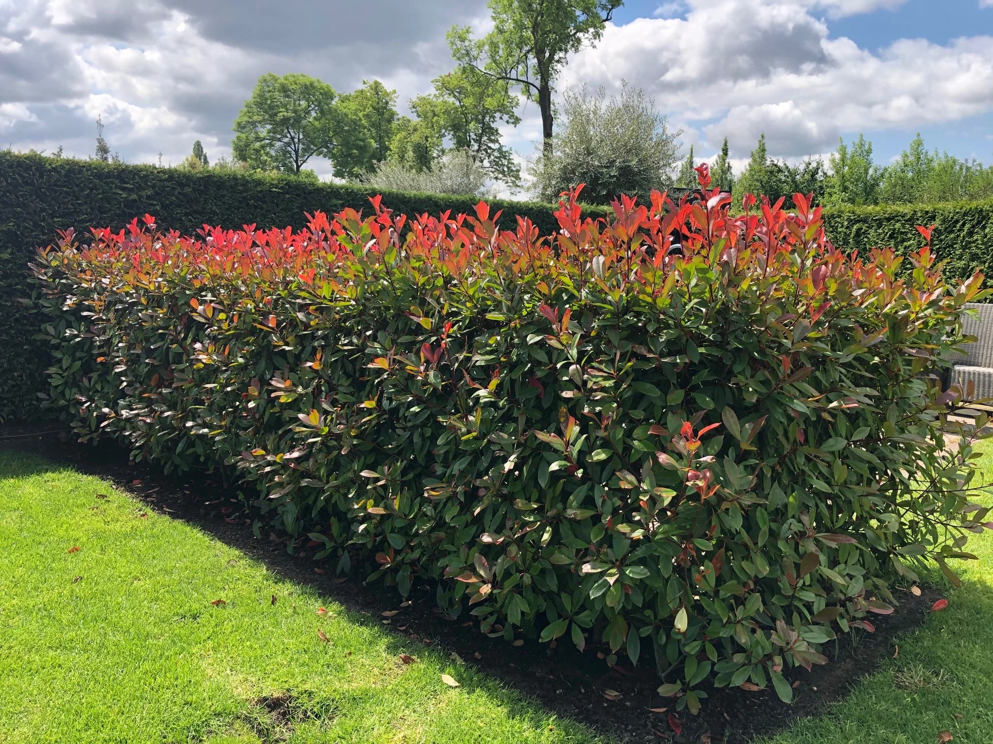 Haagplanten