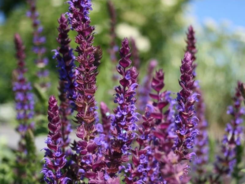 Planten