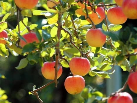 Fruitbomen